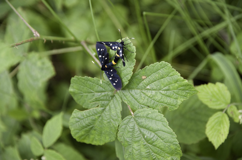 Lezioni all'aperto di botanica e scienze naturali