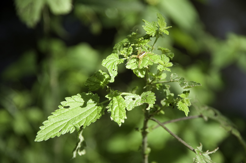 Particolari botanici