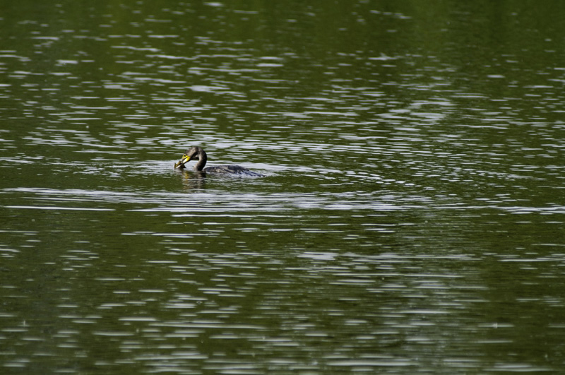 Pesca acquatica alla Palude Brabbia