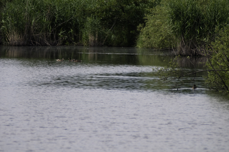 Un'habitat ideale per numerose specie di uccelli acquatici