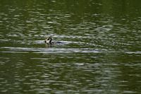 Pesca acquatica alla Palude Brabbia